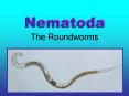 Nematoda