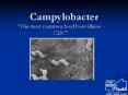 Campylobacter