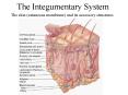 The Integumentary System