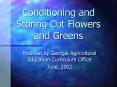 Conditioning and Storing Cut Flowers and Greens