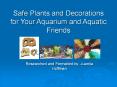 Safe Plants and Decorations for Your Aquarium and Aquatic Friends