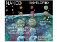 1' NAKED VIRUS TRANSLOCATION: particle crosses cell membrane intact cf Principles of Molecular Virol