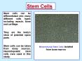 Stem Cells