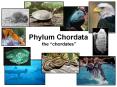 Phylum Chordata the chordates