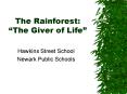 The Rainforest: The Giver of Life