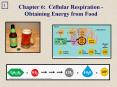 Chapter 6: Cellular Respiration Obtaining Energy from Food