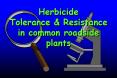 Herbicide Tolerance
