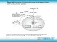 V Patel and SS Hedayati 2006 Lactic acidosis in an HIVinfected patient receiving highly active antir