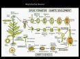 Reproductive Review