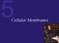 Cellular Membranes