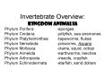 Invertebrate Overview: Kingdom Animalia