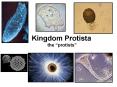 Kingdom Protista the protists