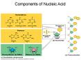 Components of Nucleic Acid