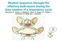 Rhythm sequence through the olfactory bulb layers during the time window of a respiratory cycle Buon