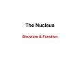 The Nucleus
