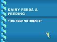 DAIRY FEEDS