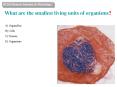 What are the smallest living units of organisms