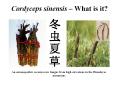Cordyceps sinensis What is it