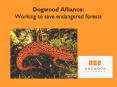 Dogwood Alliance: Working to save endangered forests