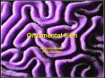 Ornamental Fish Dr' Craig Kasper HCC Brandon