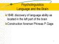 Psycholinguistics Language and the Brain