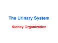 The Urinary System