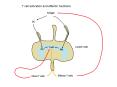 T cell activation and effector functions