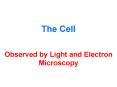 The Cell