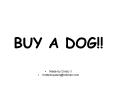 BUY A DOG