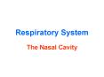 Respiratory System