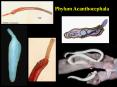 Phylum Nematoda Chapter