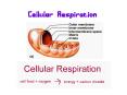 Cellular Respiration