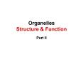 Organelles Structure