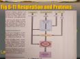 Fig 611 Respiration and Proteins