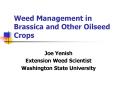 Weed Management in Brassica and Other Oilseed Crops