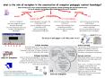 what is the role of metaphor in the construction of computer pedagogic content knowledge