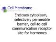 Cell Membrane