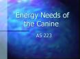 Energy Needs of the Canine