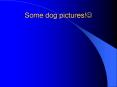 Some dog pictures