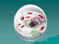 Cytology