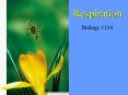 Respiration