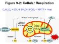 Figure 92: Cellular Respiration