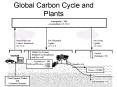 Global Carbon Cycle and Plants
