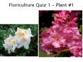 Floriculture Quiz 1 Plant