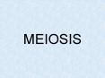 MEIOSIS