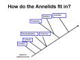 How do the Annelids fit in