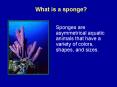 What is a sponge
