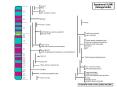 XLMR Slides powerpoint
