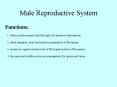 Male Reproductive System
