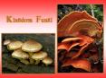 Kingdom Fungi